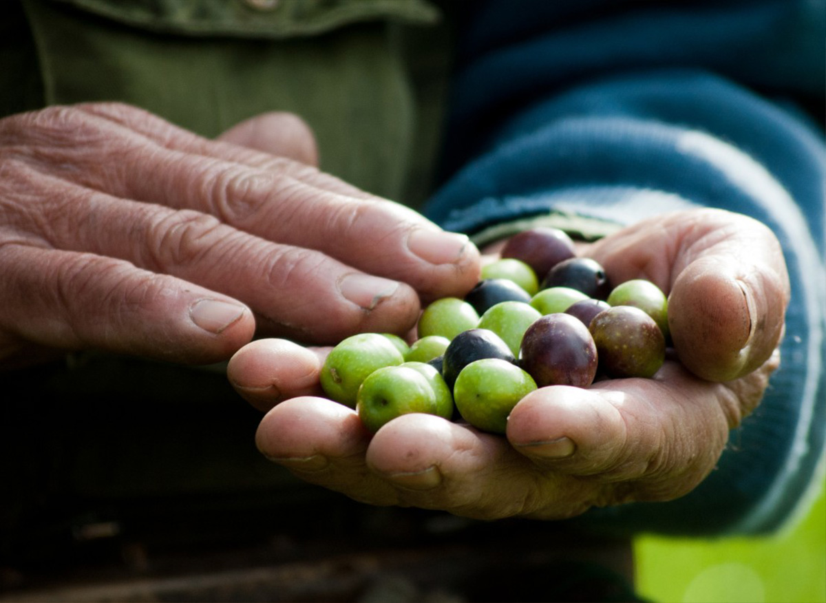 olio di oliva vendita diretta - vendo olio extravergine di oliva - olio siciliano vendita online - olio extravergine olive