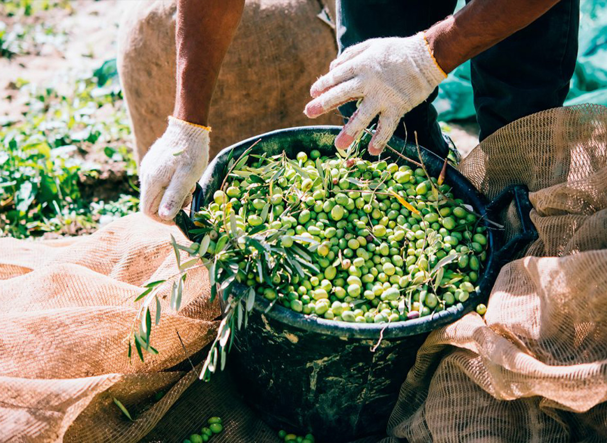 Migliori oli extravergine di oliva - olio extravergine di oliva siciliano - olio evo dove si compra